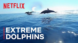 Our Oceans  Extreme Dolphins  Netflix