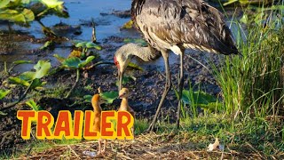 Wings Over Water  Official Trailer 2021 Michael Keaton