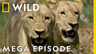 Win or Die Savage Kingdom MEGA EPISODE  Season 1  Nat Geo Wild