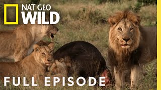 Mother of Lions Full Episode  Savage Kingdom