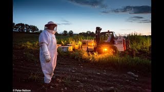 The Pollinators Trailer  SF Green Film Festival 2019