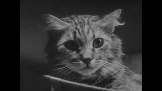 The Private Life of a Cat 1946