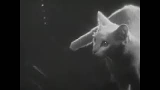 the private life of a cat 1946