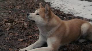 AFFIRM Films Presents Hachi A Dogs Tale