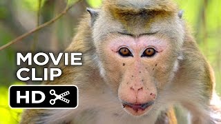 Monkey Kingdom Movie CLIP  Rajah 2015  Disneynature Documentary HD