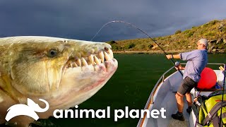 Jeremy Wades Deadliest River Predators  River Monsters  Animal Planet