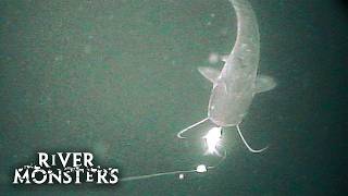 Wels Catfish ATTACKS camera underwater  River Monsters