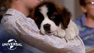 Beethoven  The St Bernards Journey Home