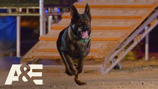 Live PD K9 Dax Competes Against Falco in Fast Timed Race  Americas Top Dog Season 1  AE