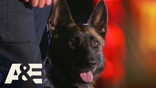K9 Teams Compete in Front of Sticks from Live PD  Americas Top Dog Season 1  AE