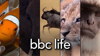 BBC Life  Trailer HD