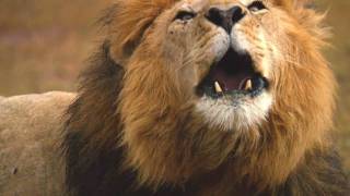 AFRICAN CATS HD Movie Trailer  2011 documentary from Disneynature