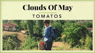 Clouds of May  Tomatos