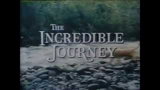 NBC Disney promo The Incredible Journey 1977