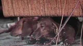 The Ugly Dachshund trailer Great Dane 1966 Disney