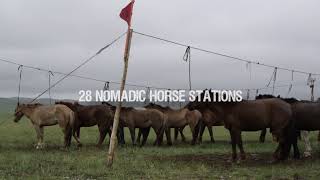 All the Wild Horses  Trailer
