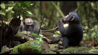 Chimpanzee  trailer 1 US 2012