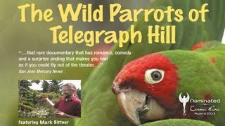 THE WILD PARROTS OF TELEGRAPH HILL  Trailer Deutsch HD