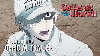 Cells at Work English Dub Trailer