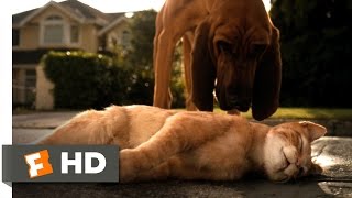 Cats  Dogs 110 Movie CLIP  Catnapped 2001 HD
