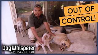 25 Hour Dog Whisperer S4 Marathon  S4 Ep 789  Dog Whisperer With Cesar Millan