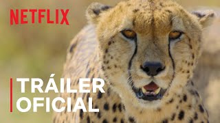 Animal  Triler oficial  Netflix