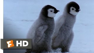 March of the Penguins 44 Movie CLIP  First Steps 2005 HD