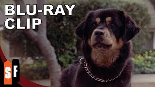 Mans Best Friend 1993  Clip Mailman With A Side Of Pepper Spray HD