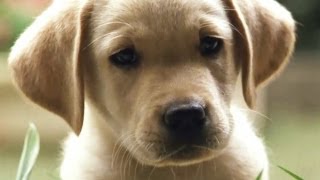 Quill The Life of a Guide Dog 2004  Official Trailer