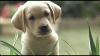 Quill The Life of a Guide Dog  Trailer