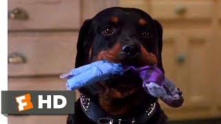 The People Under the Stairs 1991  A Dog and a Roach Scene 510  Movieclips