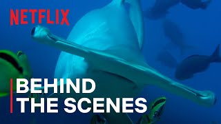 Why Hammerhead Sharks are important to the ocean  Our Living World  Netflix