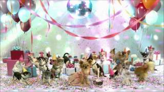 Beverly Hills Chihuahua 3 Viva La Fiesta 2012  Teaser Trailer