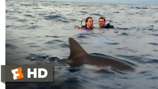 Open Water 411 Movie CLIP  Was That a Shark 2003 HD