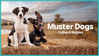 Official Trailer  Muster Dogs Collies  Kelpies  ABC iview