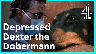 Puppy Parents Going The Extra Mile  The Supervet Noel Fitzpatrick