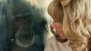 Chimp Crazy Star Admits She Faked Chimps Death