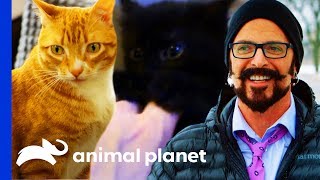 Jackson Galaxy Meets Cat Celebrities Cole  Marmalade  My Cat From Hell