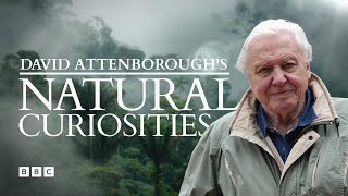 David Attenboroughs Natural Curiosities  BBC Select