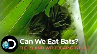 Can We Eat Bats  The Island With Bear Grylls S2