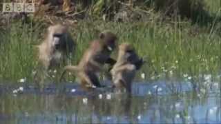 Planet Earth Africa 2013 Trailer