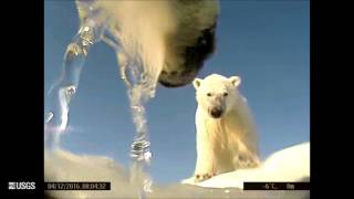 Polar Bear  POV Cams Spring 2016