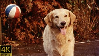 Air Bud 1997 Theatrical Trailer 4K 51 FTD1009