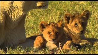 The Last Lions 2011  Official Trailer HD