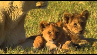 The Last Lions 2011   Official Trailer HD   YouTube