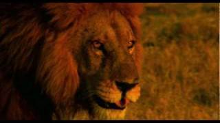 The Last Lions Trailer 2011 HD Official