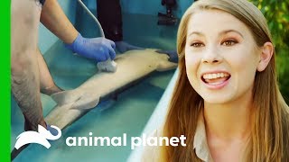 Bindi Irwin Performs An Ultrasound On A Spiny Dogfish Shark  Crikey Its The Irwins