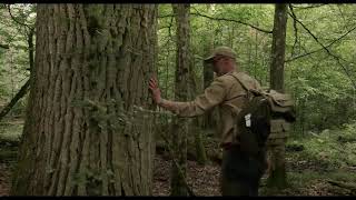 The Hidden Life of Trees 2020 Trailer  WOW Wales One World Film Festival