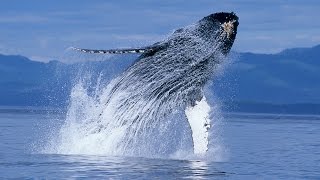 Humpback Whales  Narrated by Ewan McGregor  Official IMAX Trailer  4K