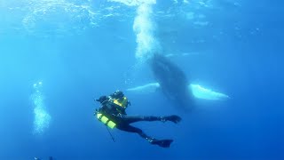 Humpback Whales  Hawaii Behind the Scenes